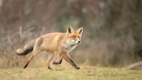 Alastair Marsh Photography | Running Fox
