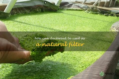 Harnessing The Power Of Duckweed: Using Natural Filters To Improve ...