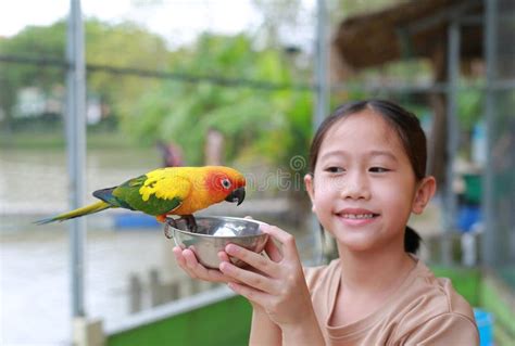 Happy Asian Young Girl Kid Holding Aluminium Bowl Feeding Macaw Bird ...