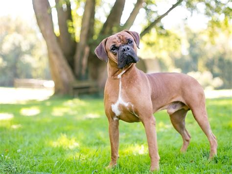 Boxer Breed Information Guide: Traits & Care | BARK Post
