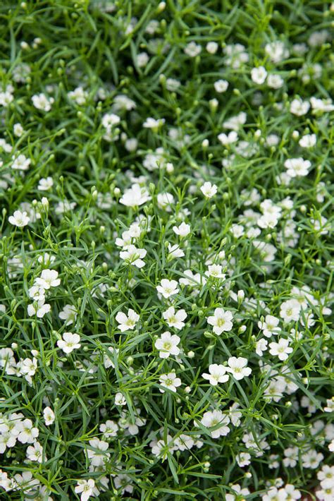 Covent Garden Gypsophila Seeds (Baby's Breath) 5360 | OSC Seeds