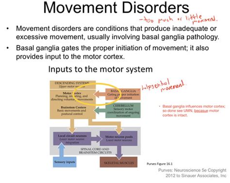 Unit 5: Movement Disorders Flashcards | Quizlet