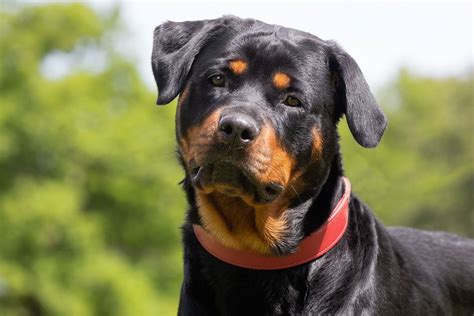Rottweiler | Temperament, Lifespan & Size | Britannica