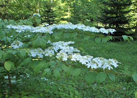 Viburnum plicatum f. tomentosum 'Shasta' - Urban Jungle Plant Nursery
