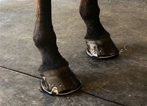 Shoeing: A 'Balancing Act'