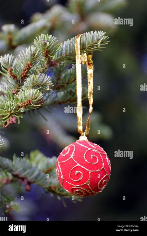 Red Christmas ball hanging on a Christmas tree Stock Photo - Alamy