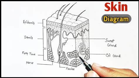 Human Skin Diagram | skin Drawing easy way to Draw !