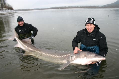 Big Fishes of the World: STURGEON WHITE (A. transmontanus)