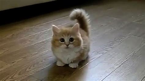 Sweet Cute Cats Video Compilation - YouTube