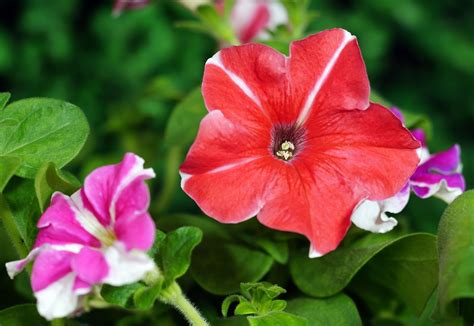 Petunias Flowers Garden - Free photo on Pixabay - Pixabay