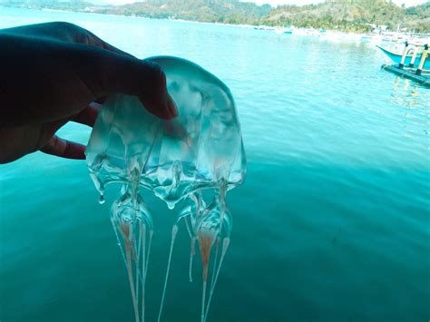 Protection Against Box Jellyfish at Liam Threlfall blog
