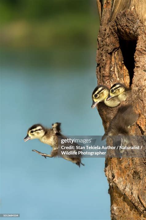 Wood Duck Jumping From Natural Nest Cavity Stockfoto - Getty Images