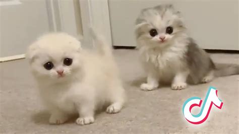 The Funniest Cats Compilation on the TikTok 🤣🐱 — PART 2 - YouTube