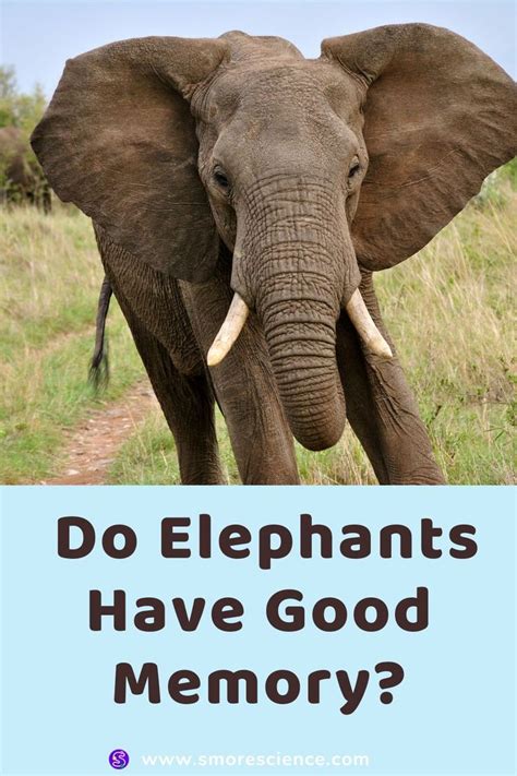Do Elephants Have Good Memory?
