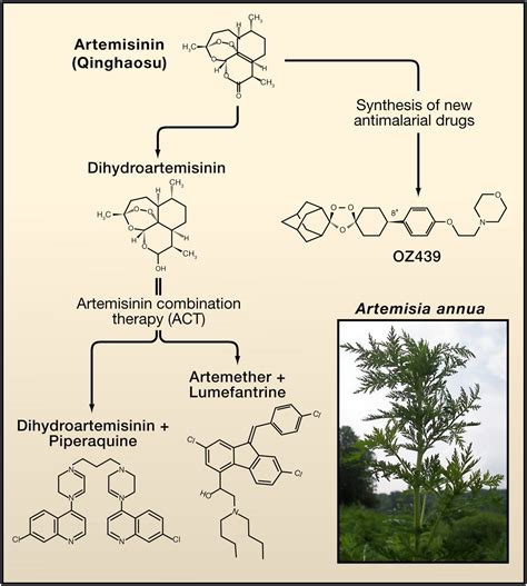 Artemisinin: Discovery from the Chinese Herbal Garden: Cell
