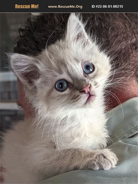 ADOPT 22060100215 ~ Ragdoll Rescue ~ HERALD, CA