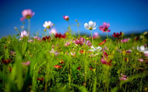 Spring Flower Land wallpaper | nature and landscape | Wallpaper Better