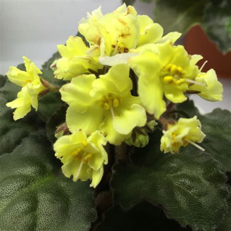 African violet plant how to grow care tips – Artofit
