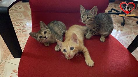 A Naughty Kitten Going Crazy Disturbing Sleeping Gigi and Pekpek Soo ...