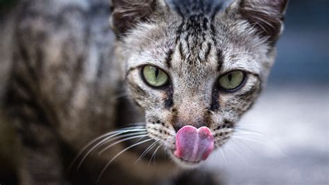 Expressions françaises : le mystère derrière 