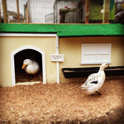 Housing for Ducks: How to Build a Duck House - The Homestead Hangout