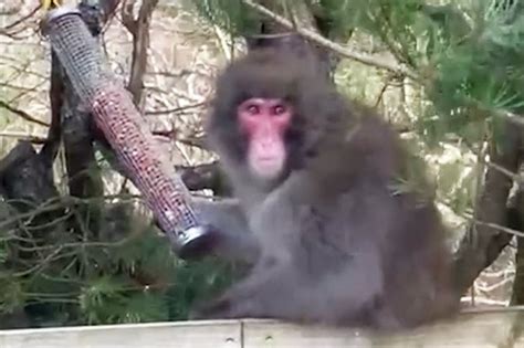 Drones close in on escaped Highland monkey on the run from wildlife ...