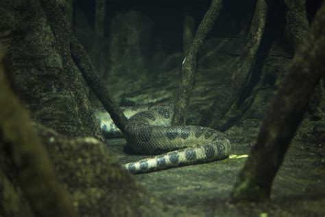 50+ Large Anaconda Under Water Stock Photos, Pictures & Royalty-Free ...