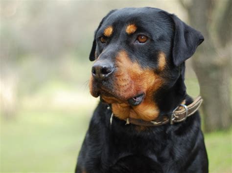 Rottweiler Dog Breed Information, Images, Characteristics, Health