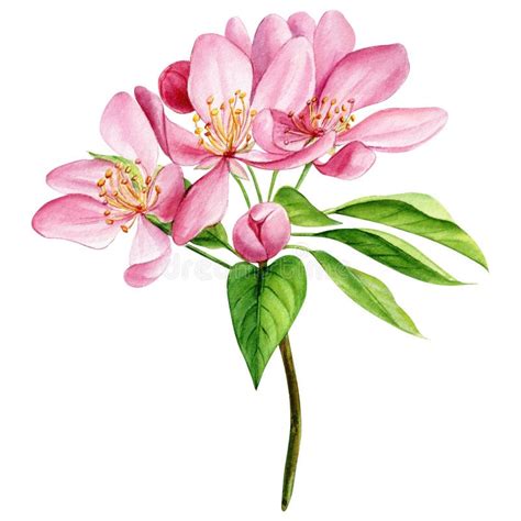 Sakura Blossoms. Spring Apple Tree Flowers Hand-drawn Watercolor ...