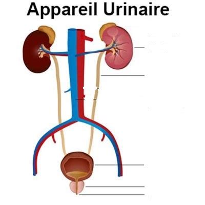 Appareil urinaire Diagram | Quizlet