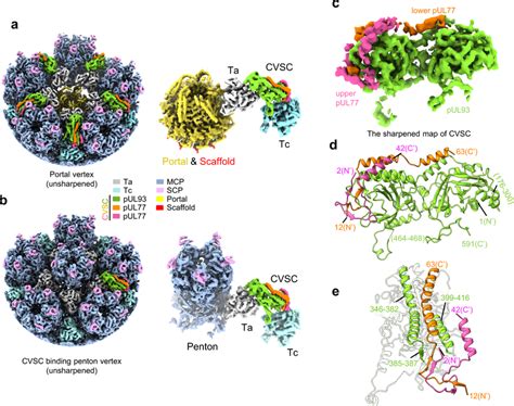 CVSC structure in DNA-devoid capsids a Unsharpened maps of the portal ...