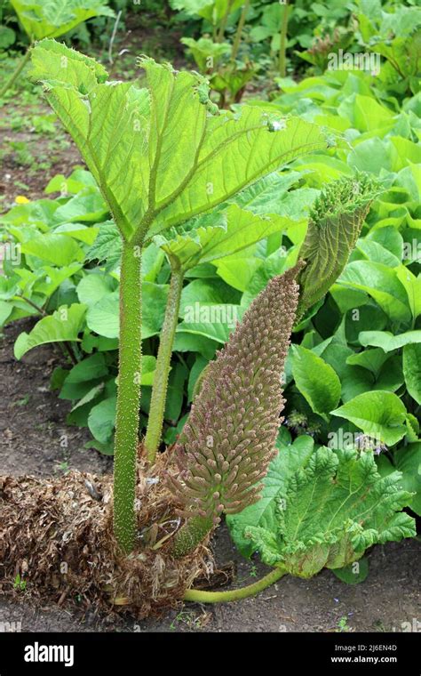 Gunnera gunneraceae Banque de photographies et d’images à haute ...