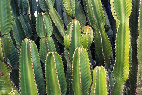 Cactus Cacti Plants - Free photo on Pixabay