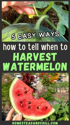 When to Harvest Watermelon: 5 Ways to Tell It's Ripe in 2024 | Organic ...