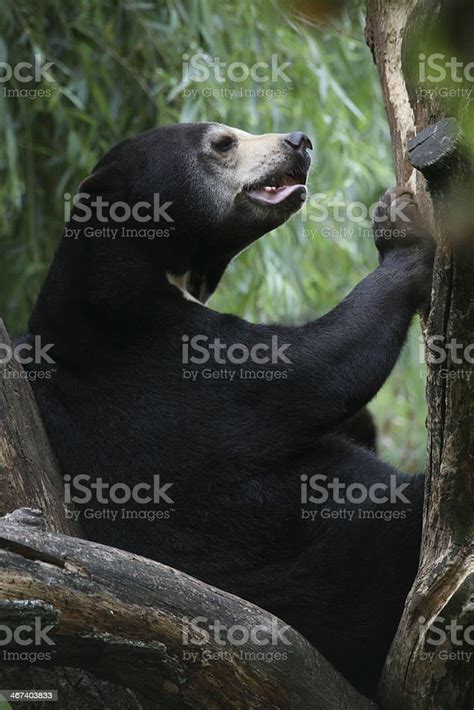 Honey Bear Stock Photo - Download Image Now - Animal Wildlife, Asia ...
