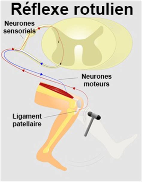 Réflexes : définition - docteurclic.com