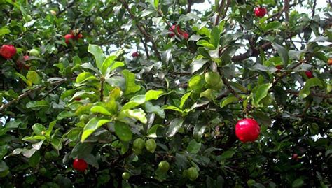G1 - Acerola é rica em vitamina C e é usada na produção de cosméticos ...