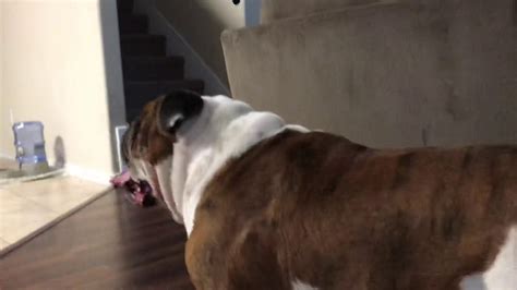 British bulldog attack - YouTube