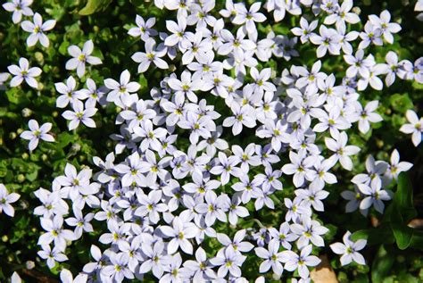 Free Tiny white flowers Stock Photo - FreeImages.com