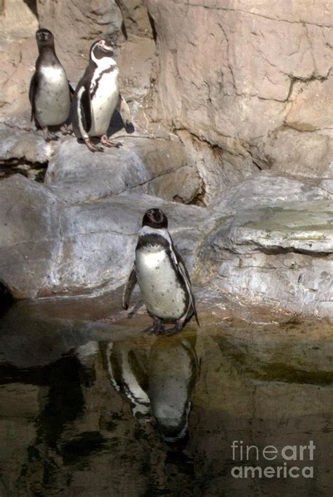 Penguin Pals Photograph by Karen King - Fine Art America