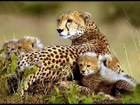 Documentaire // Animaux sauvages // ☆ Les mondes perdus ☆【FR】 720p