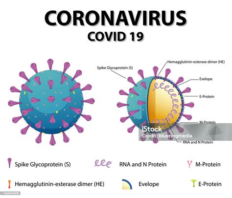 Diagram Of Corona Virus Particle Structure Stock Illustration ...