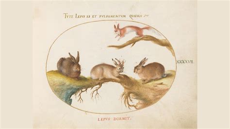 Que se passe-t-il avec ces « lapins zombies » affublés de cornes ...