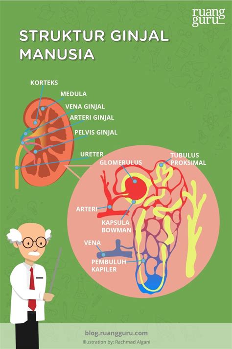 Proses Ekskresi pada Tubuh Manusia | Biologi Kelas 11