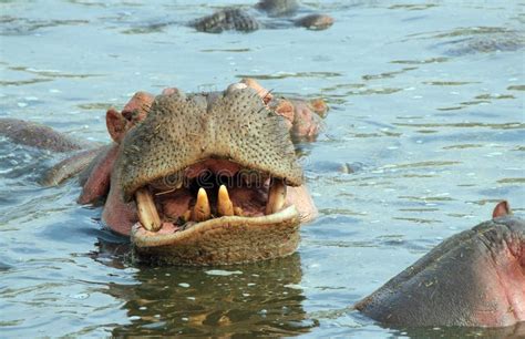 Hippo Showing Teeth stock photo. Image of mammals, mouth - 31630766