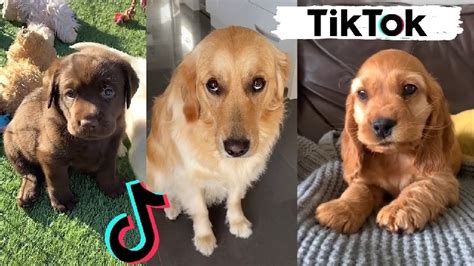 Don't Miss these Funny Dog Tiktok Videos