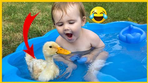 funny🔴 duck🥰 videos ever😍seen🏅🦢|🥰funniest animals videos |🥰Funny ...