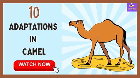 Discover the Amazing Ways Camels Survive in the Desert | 10 Adaptations In Camel