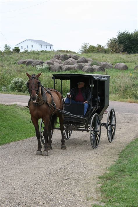 .Amish horse & buggy | Amish culture, Horses, Amish country
