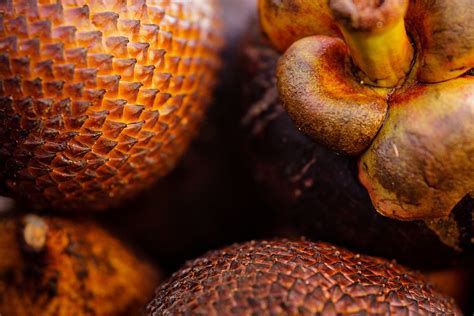 Documentary The Fruit Hunters introduces its audience to exotic fruits ...